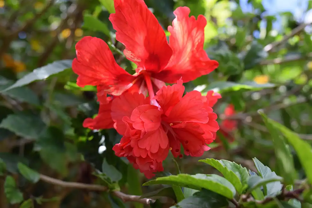 Le Jardin Botanique de Deshaies en Guadeloupe