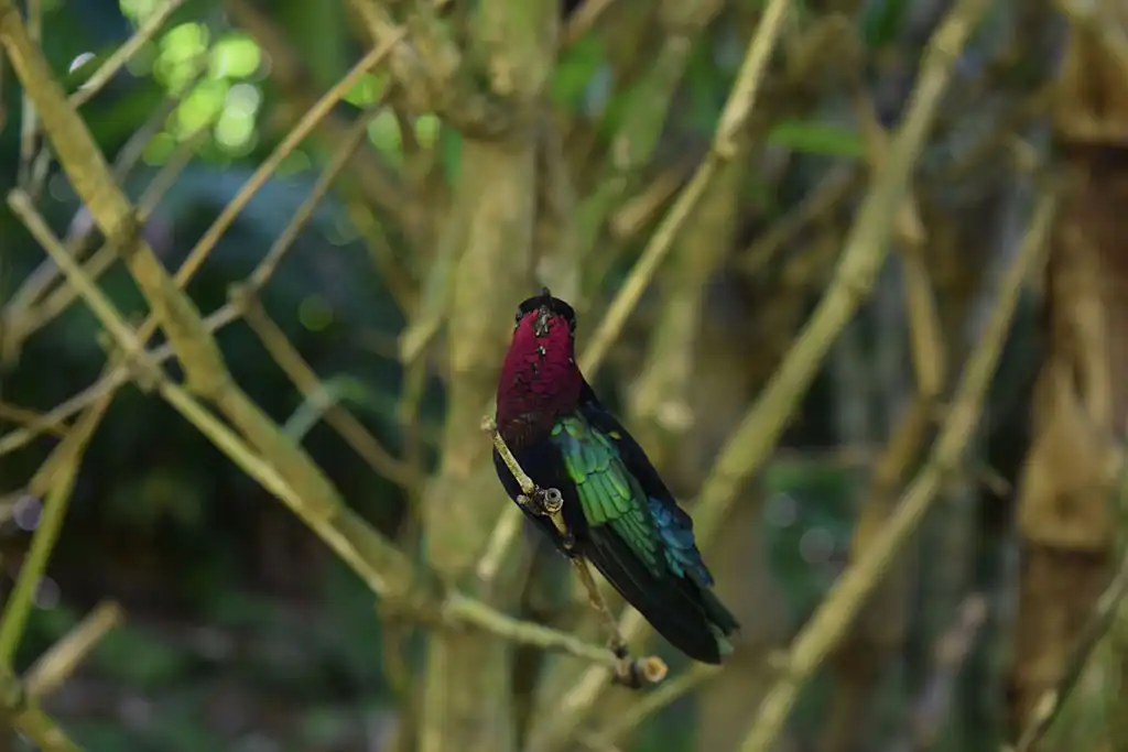 Le Jardin Botanique de Deshaies en Guadeloupe