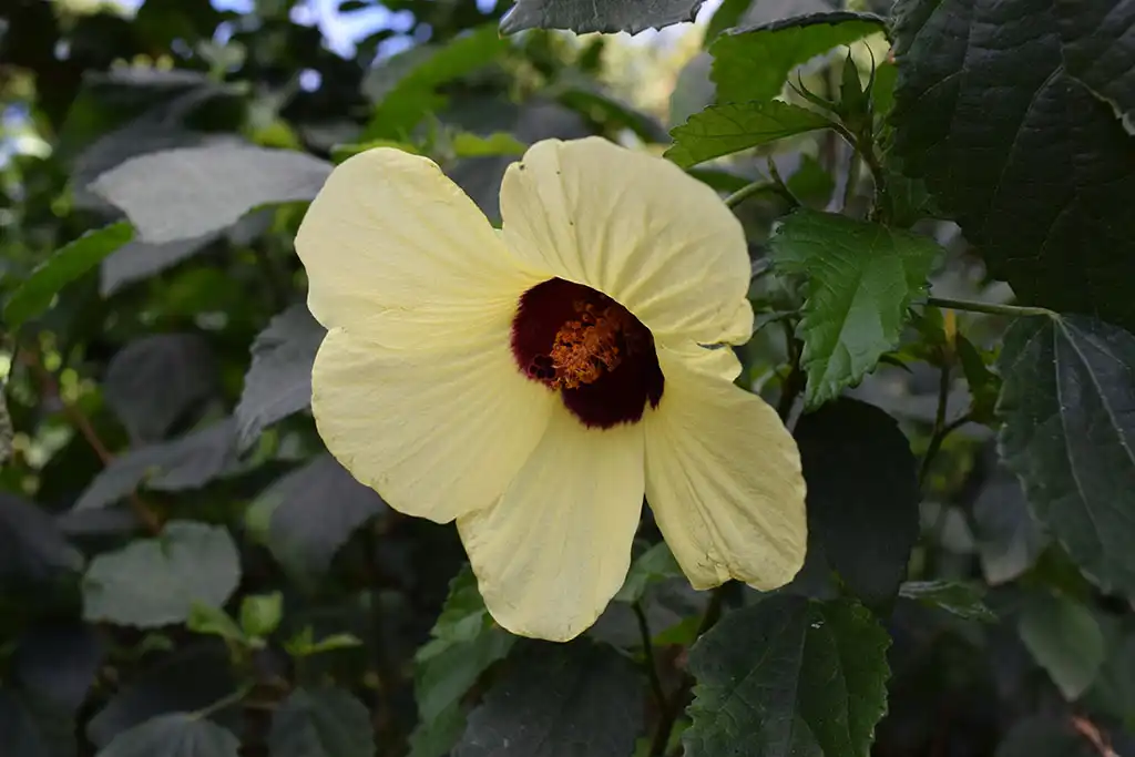 Le Jardin Botanique de Deshaies en Guadeloupe