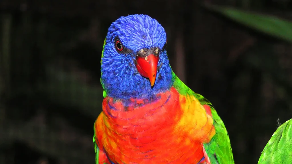 Le Jardin Botanique de Deshaies en Guadeloupe