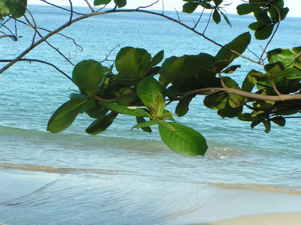 Plage de Leroux quartier Ferry Deshaies Guadeloupe
