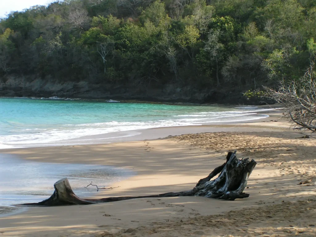 Bois flotté sur la Plage de la Perle à Deshaies en Guadeloupe