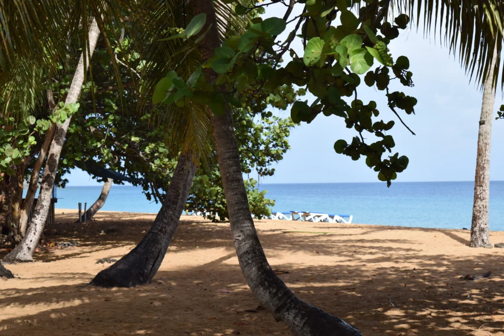 Plage de Grande Anse Deshaies Guadeloupe